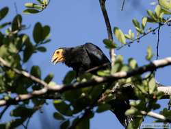 Black Caracara   (Daptrius ater)