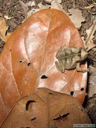 I think this is a South American common Toad (Bufo margaritifer).