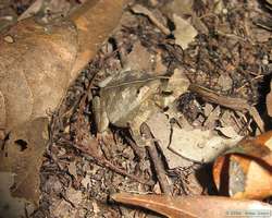 I think this is a South American common Toad (Bufo margaritifer).