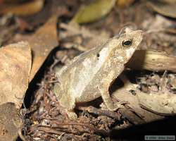 I think this is a South American common Toad (Bufo margaritifer).