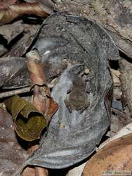 I think this is a baby South American common Toad (Bufo margaritifer).