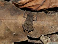 I think this is a baby South American common Toad (Bufo margaritifer).