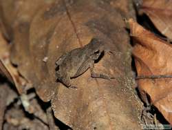 I think this is a baby South American common Toad (Bufo margaritifer).