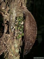 A neat seed pod.