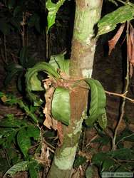 Another epiphyte.