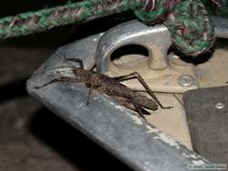 A huge grasshopper on one of the boats.