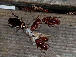 Interesting and huge cockroaches on the floating platform.