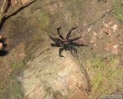 Cool spider I found on my night hike.