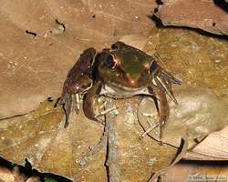 Amazon River Frog (Rana palmipes)