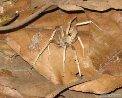 Cool spider I found on my night hike.