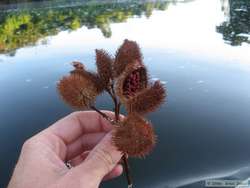 Tribal peoples use the seed of this plant to make red paint to decorate themselves with.