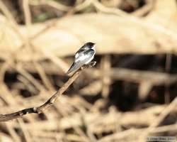 White-winged Swallow  (Tachycineta albiventer)