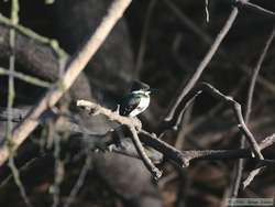 Amazon Kingfisher   (Chloroceryle amazona)