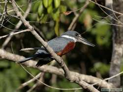 Ringed Kingfisher   (Ceryle torquata)