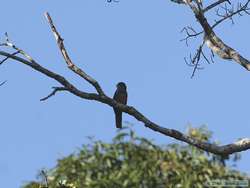 Female Blue-crowned Trogon (Trogon curucui)