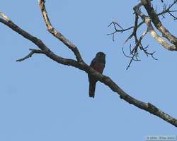 Female Blue-crowned Trogon (Trogon curucui)