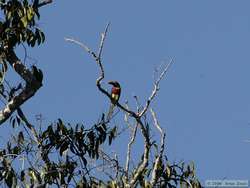 Red-necked Araçari   (Pteroglossus bitorquatus)