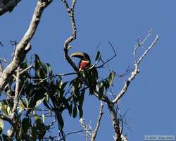 Red-necked Araçari   (Pteroglossus bitorquatus)