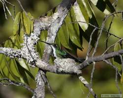 Black-throated Mango (Anthracothorax nigricollis) on a nest.