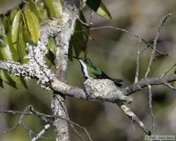 Black-throated Mango (Anthracothorax nigricollis) on a nest.