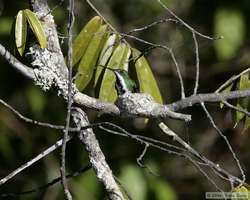 Black-throated Mango (Anthracothorax nigricollis) on a nest.