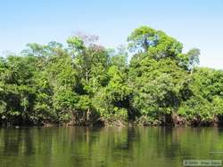 Typical riverside vegetation.