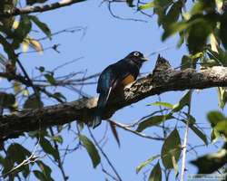 Male White-tailed Trogon (Trogon viridis)