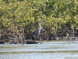 Cocoi Heron   (Ardea cocoi)