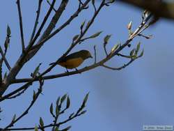 Purple-throated Euphonia  (Euphonia chlorotica)