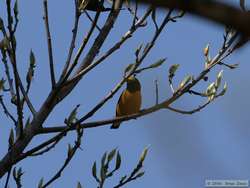 Purple-throated Euphonia  (Euphonia chlorotica)