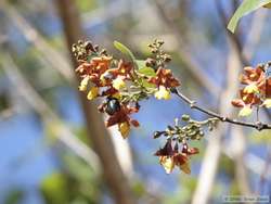 Flowering tree.