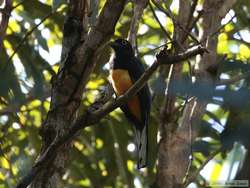 Male White-tailed Trogon (Trogon viridis)