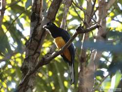 Male White-tailed Trogon (Trogon viridis)