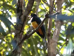 Male White-tailed Trogon (Trogon viridis)