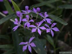 Pretty flowers.