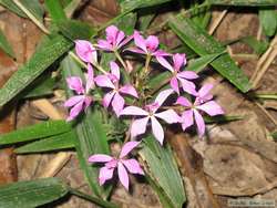 Pretty flowers.