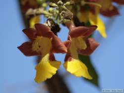 Flowering tree.