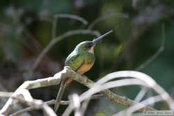 Rufous-tailed Jacamar   (Galbula ruficauda)