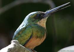 Rufous-tailed Jacamar   (Galbula ruficauda)