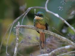 Rufous-tailed Jacamar   (Galbula ruficauda)