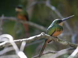 A pair of Rufous-tailed Jacamars (Galbula ruficauda)