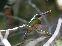 A pair of Rufous-tailed Jacamars (Galbula ruficauda)