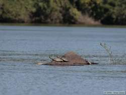 South American River Turtles (Podocnemis spp.)