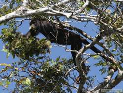 Brown Howler  (Alouatta fusca)