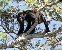 Brown Howler  (Alouatta fusca)