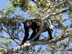 Brown Howler  (Alouatta fusca)