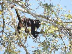 Brown Howler  (Alouatta fusca)