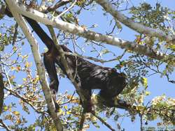 Brown Howler  (Alouatta fusca)