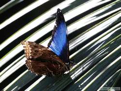 After a great deal of effort, I finally got at least a partial wings open shot of this butterfly.