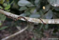 Cat-eyed Snake (Leptodeira annulatus)